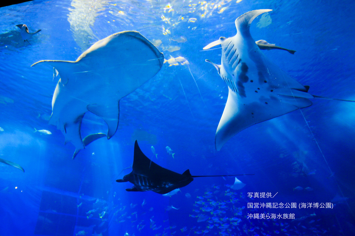 沖縄美ら海水族館