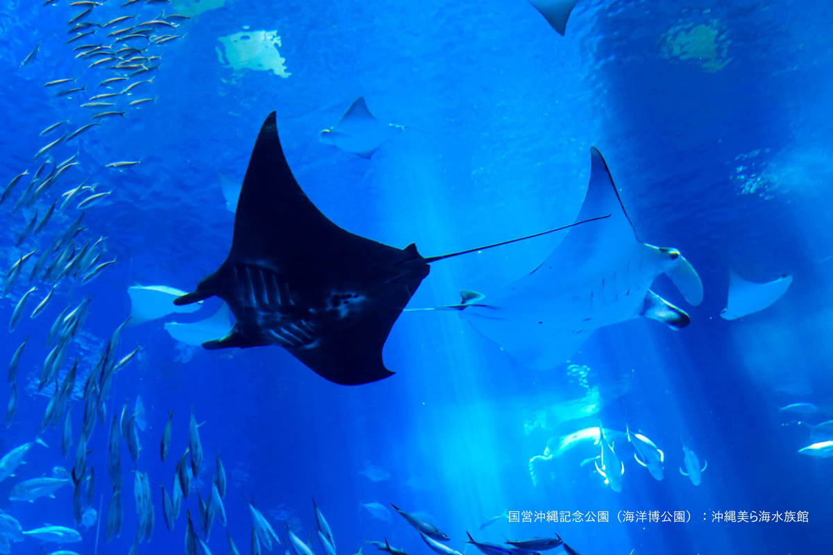 美ら海水族館